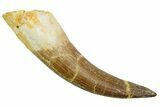 Fossil Plesiosaur (Zarafasaura) Tooth - Morocco #369764-1